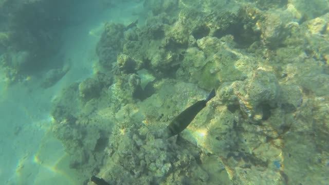 2025-11-18_150248 Рыбки хирург попугай пикассо