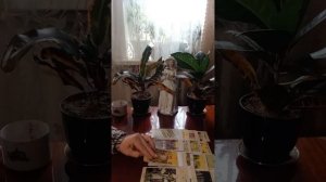 Таро.Что ждёт + подарок.