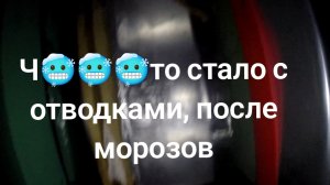 17 декабря 25 года, как зимуют отводки, после морозов,у нас опять дожди.