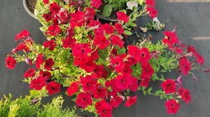 ЧЕРЕНКОВАНИИ ПЕТУНИИ 100% результат. Как черенковать петунию.