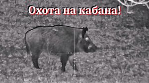 Охота на кабана с ночным прицелом TAiPAN-076 & Сайга-МК-03 ( 7.62х39 )