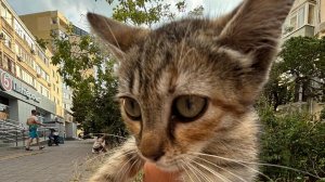 Отель игрушек