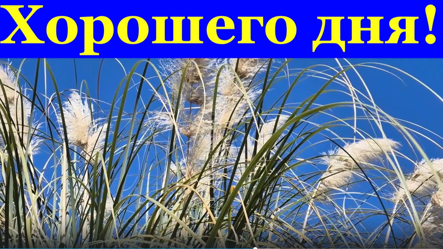 Пожелания хорошего дня! Сегодня пусть исполнятся мечты!