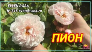 Травянистый гибрид "ELLEN ROSA"/Сад Ворошиловой