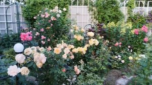 Из дождливого лета приветы 🐈🌹🐈⬛ роза Эль и роза Ханзенштад росток 🌹💓🌹