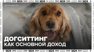В Москве догситтинг стал полноценным источником дохода - Москва 24