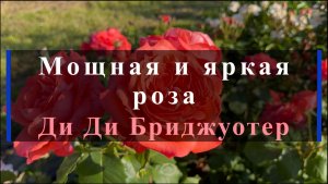 Мощная и яркая роза Ди Ди Бриджуотер