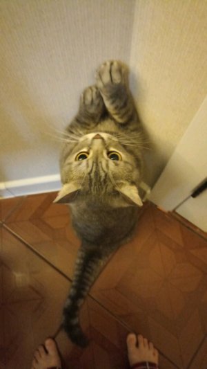 трансляция по КВД