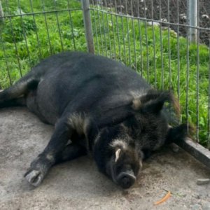 морожено с шариками ням ням ням 😋😋