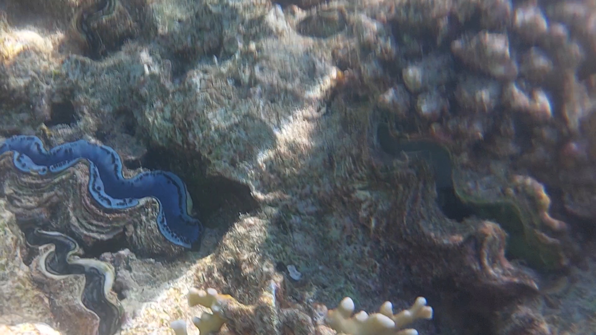 Подводная съёмка цветные кораллы и много красивых рыб смотреть онлайн