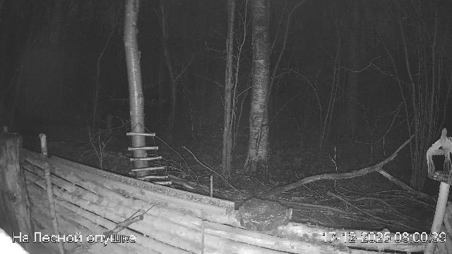 LIVE: На лесной опушке. Природа онлайн смотреть онлайн