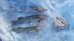 В Масадах с Рушаном