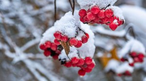 Ледяные дожди и оттепель пробиваются вглубь Русской равнины
