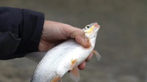 Рыбец на Дону. Ловим на фидер с Владимиром Павлищевым.