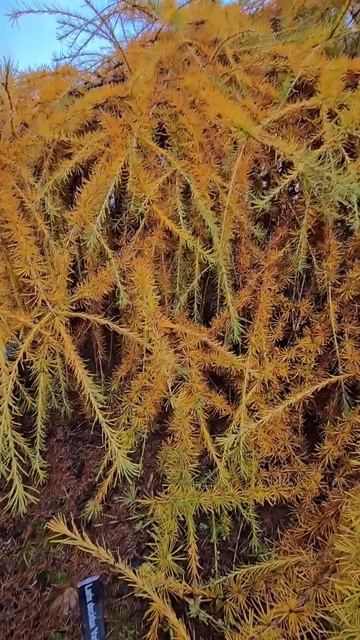 Larix decidua 'Varied Directions'