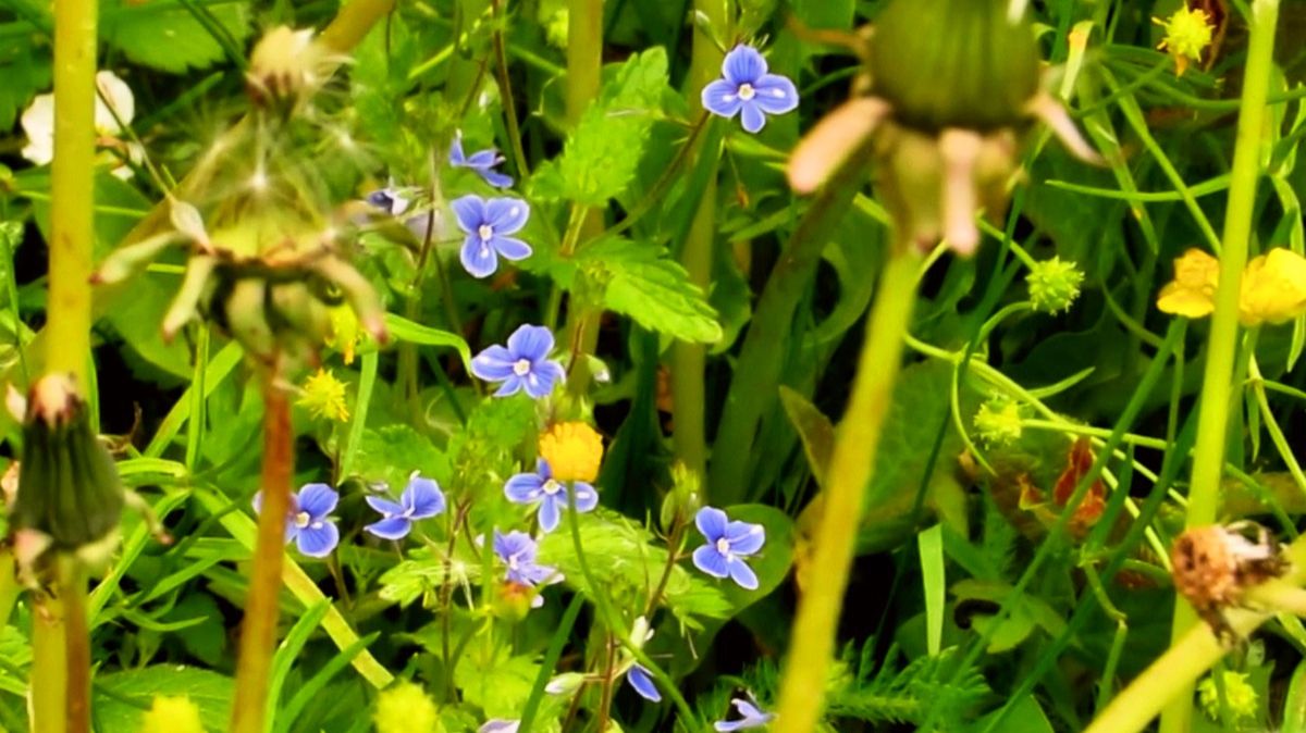 Российские травы