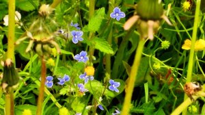 Российские травы