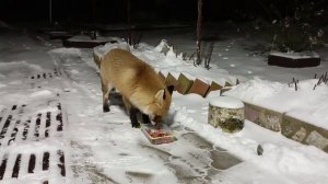 (1199) Лиса приходит в гости. Декабрь 2025