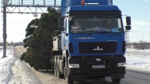 Главная елка Рубцовска приехала из Веселоярска