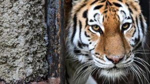 Атака тигров: хищники все чаще выходят к людям на Дальнем Востоке