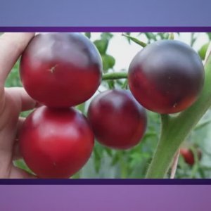 Томаты Польской селекции.  Новинки 2025 года. Часть 1.  СКИДКИ на СЕМЕНА!  т. 89229284031