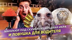 Почему мужчины будут кусать руки, подросткам запретят шампанское, а вы — превратитесь в мокрую сову