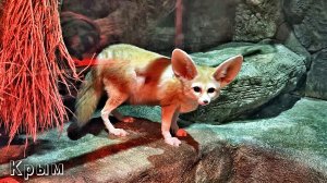 Крым - неожиданно интересная экскурсия в Алуштинский Аквариум.