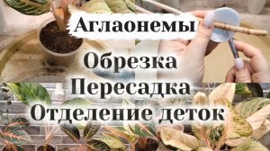 АГЛАОНЕМЫ | Обрезка | Отделение деток | Пересадка