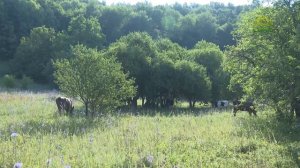 Вопросы веры. 18 декабря 2025. Свято-Троицкий Сканов женский монастырь