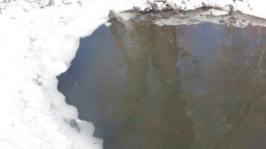 Карпы и амуры в проруби пруда