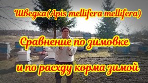 Шведка  и Карника.  Сравнение по зимовке и расходу кормов.