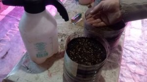 САДИМ УКРОП И САЛАТ В ЭКСПЕРИМЕНТАЛЬНЫЙ ГОРШОЧКАХ.