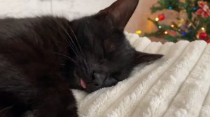 Котейка «Марс»