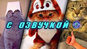 Смешные Коты! - С ОЗВУЧКОЙ! ПРИКОЛЫ С КОТАМИ! Самые смешные животные! Попробуй не засмеяться! 2025