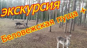 Экскурсия в Беловежскую пущу , вольеры , музеи , нарезка из видео на память !