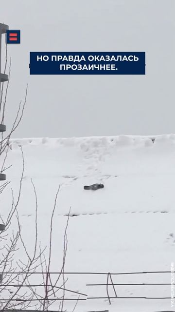 Ворона, как ребёнок, каталась с горки и попала на видео смотреть онлайн