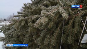 В Кировской области организовали патрули по охране хвойных деревьев
