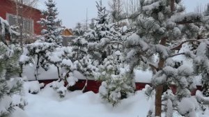 Магия зимнего сада