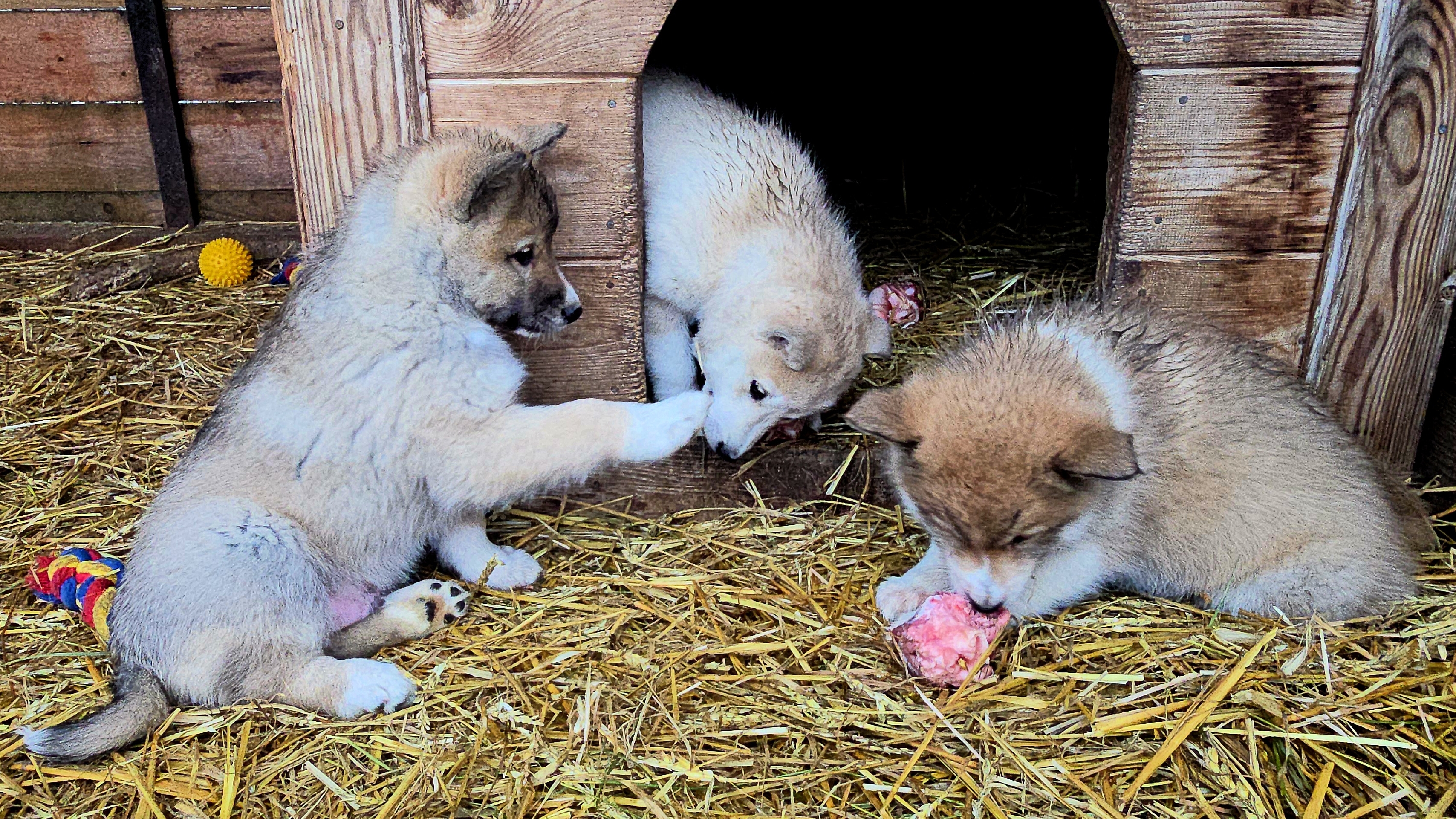 Щенкам калтыки