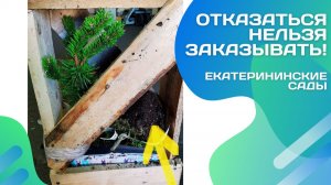 Деревянная обрешётка не спасла… Что случилось с растениями?