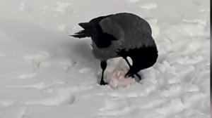 Ворона и кусочек замёрзшего сала👍#птицы