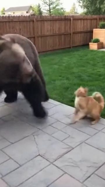 #shorts боевой кот смотреть онлайн