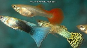 Гуппи. Память три минуты