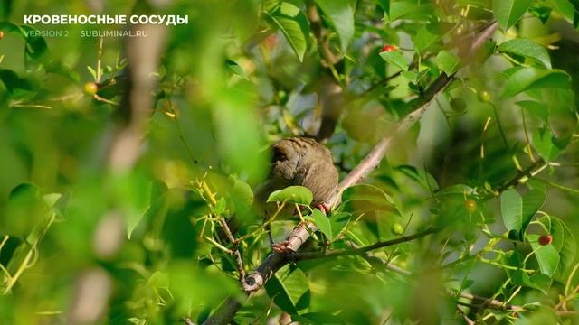 Исцеление Кровеносных Сосудов. [ВЕРСИЯ 2.0] Оздоровление Крови. Скрытые аффирмации. Саблиминал.