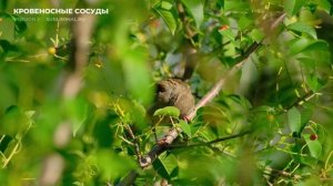 Исцеление Кровеносных Сосудов. [ВЕРСИЯ 2.0] Оздоровление Крови. Скрытые аффирмации. Саблиминал.