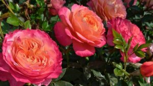 Розы флорибунды, которые я заказала на весну 2026 года