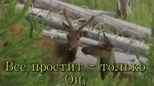 Струится свет