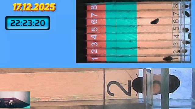 мадагаскарские тараканы забег 17.12.2025 смотреть онлайн