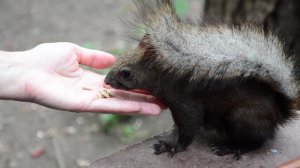 Живой мир Покровского-Стрешнево