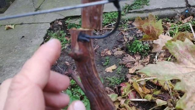 Продажа саженцев винограда и черенков